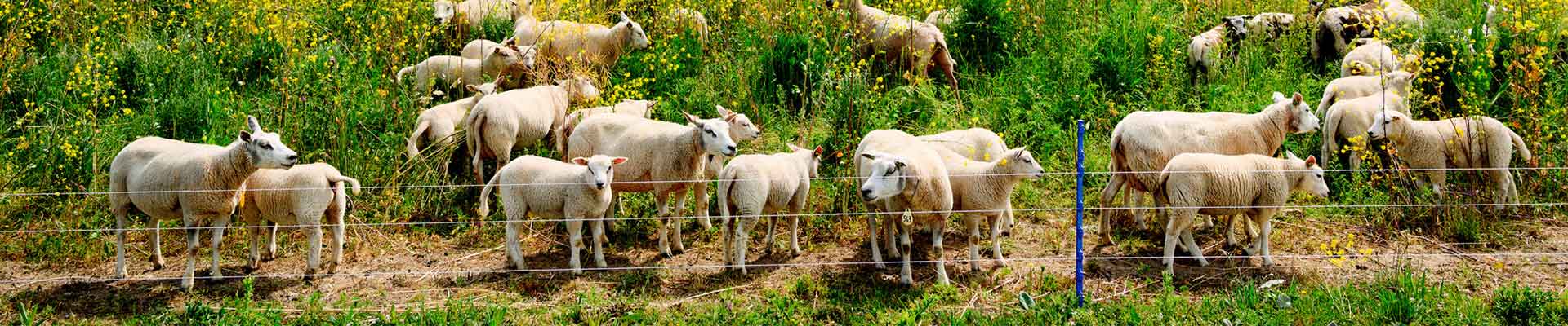 sheep are walking in the garden