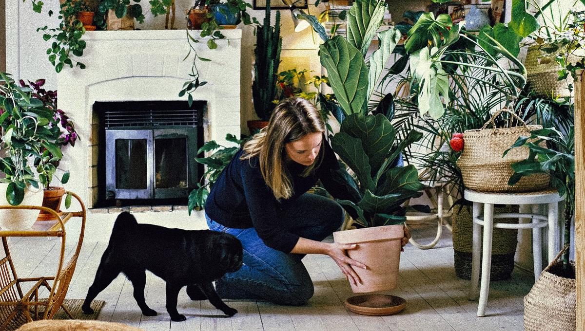 A woman places a potted house plant on the floor in the living room 1200x680