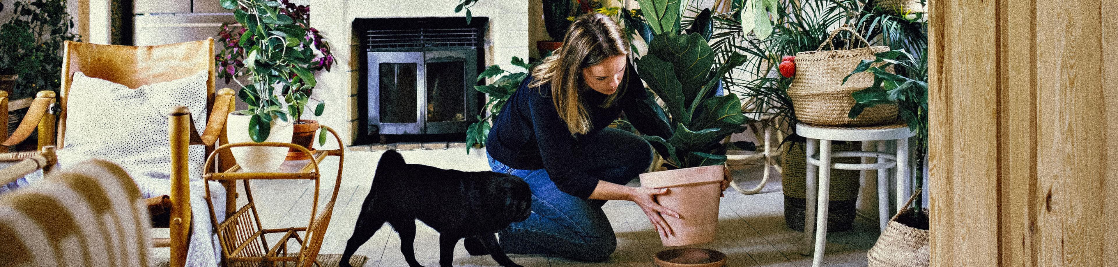 A woman places a potted house plant on the floor in the living room 3840x920