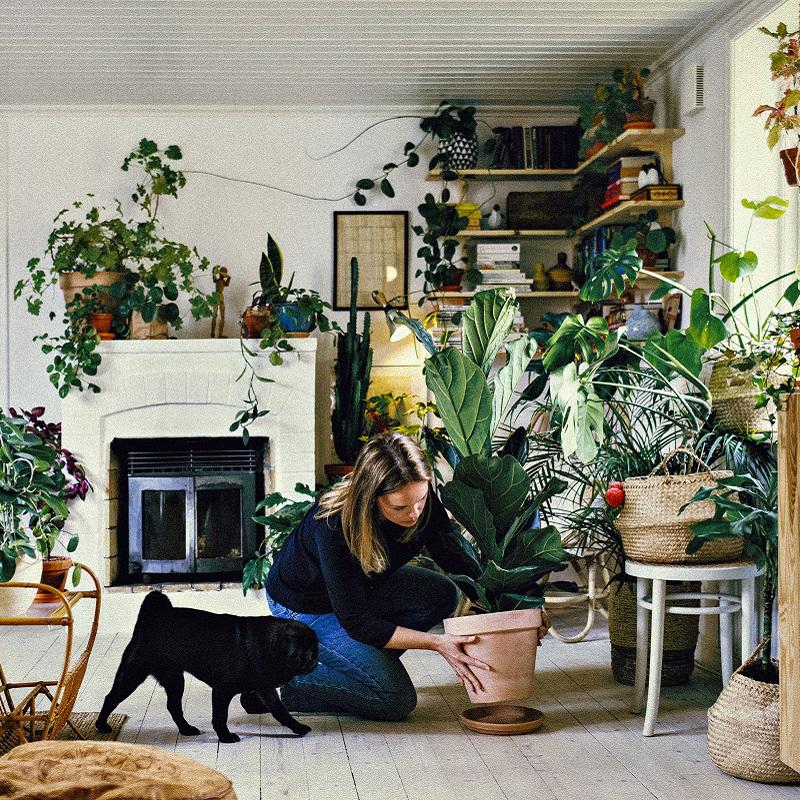 A woman places a potted house plant on the floor in the living room 800x800