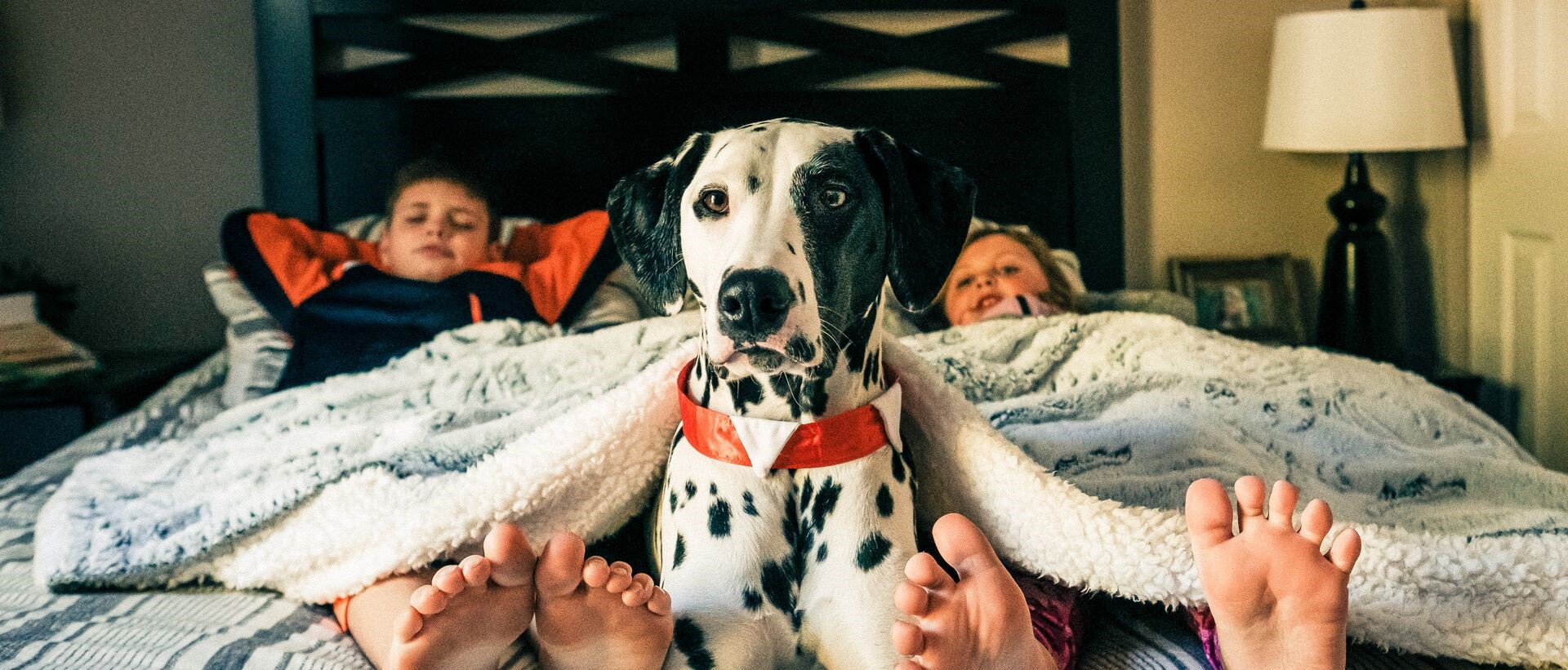 Large Web and Screen A young boy and girl lie under a blanket on a bed with a Dalmatian dog at home