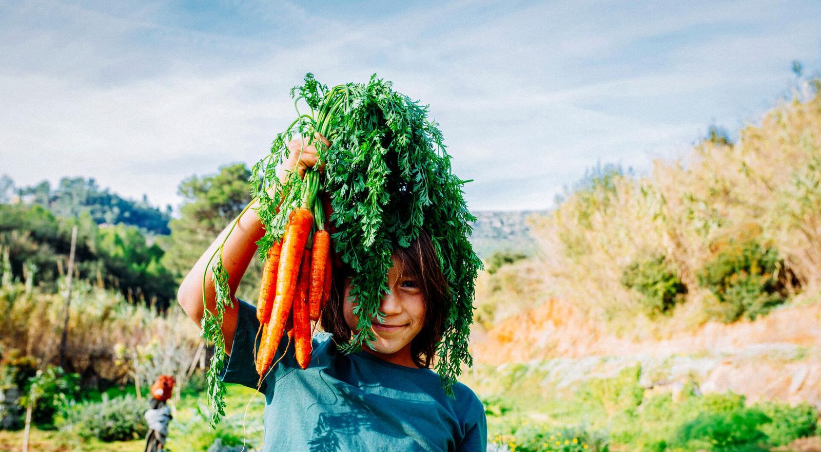 Large Web and Screen A young child holds up harvested carrots outside in the vegetable garden