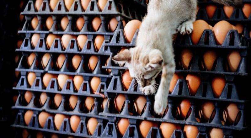 Medium MS PPT MS Word Newsletter A kitten climbing down from a pile of boxes filled with eggs